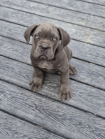 Full pedigree!!! Huge Cane Corso pups