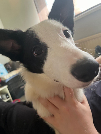 3.5 year old Black and White Collie - Alfie