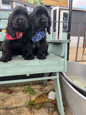 Last two gorgeous boys