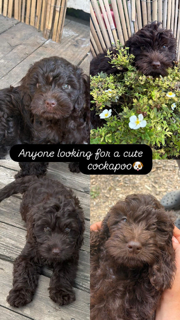 Gorgeous Cockapoo Puppies