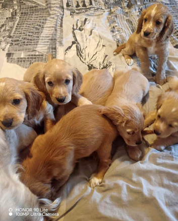 Cocker spaniels puppies for sale
