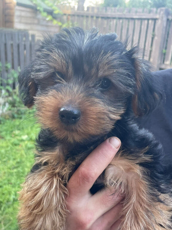 Yorkshire terrier puppies