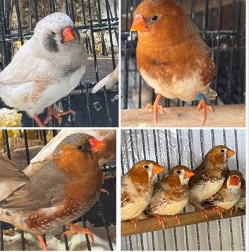 Zebra Finches