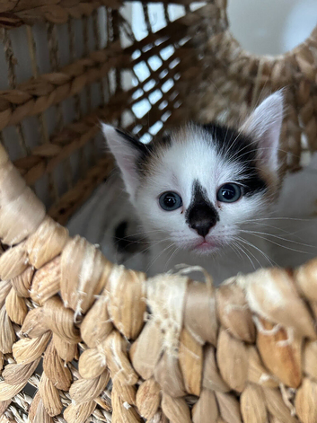 5 kittens ready now