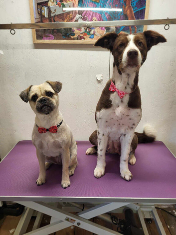 Border collie and shitzu/pug