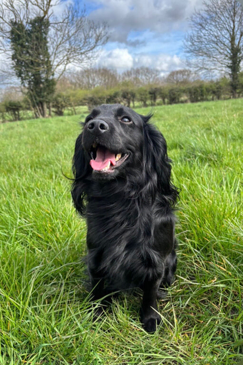 OZZY!! SMALL & STUNNING: FLAT-COATED F2 COCKAPOO FOR STUD