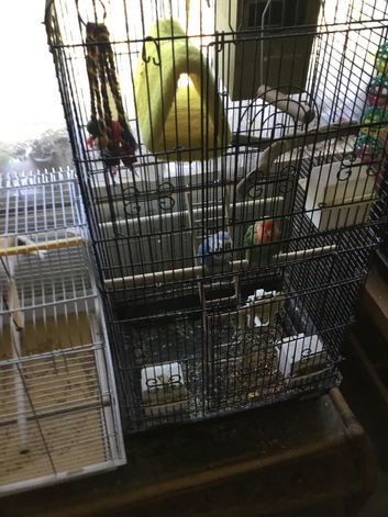 Pair of lovlry birds for sale