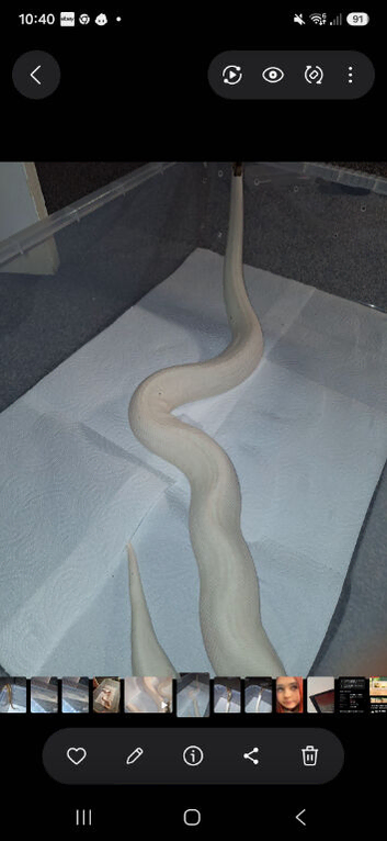 Beautiful high pied Male