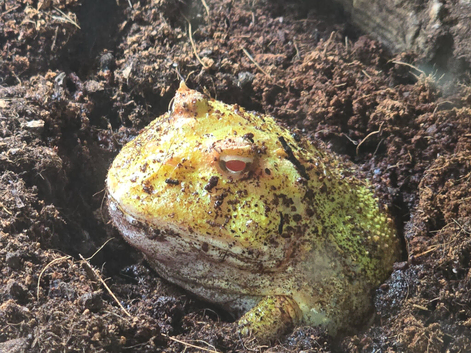 Pac-man frog