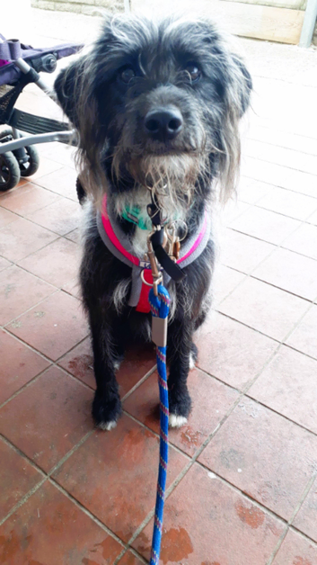 Christi'es Pet Care Services
