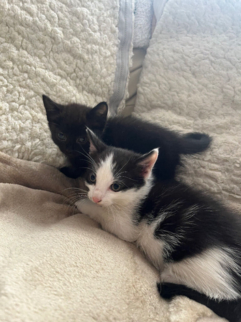 6 week old kittens looking for new home