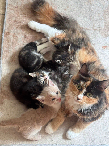 4 adorable fluffy ragdoll cross kittens 2 Left