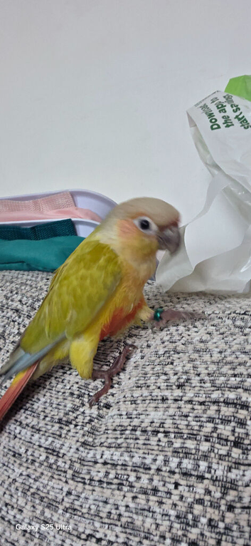 3 month old conure