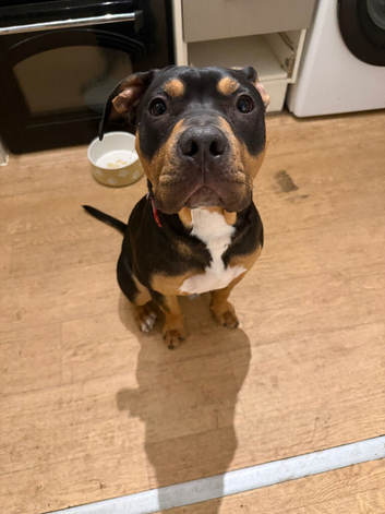 american staff x american bully