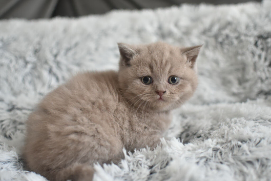 GCCF Registered Lilac British Shorthair