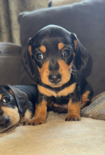 Miniature daschund female