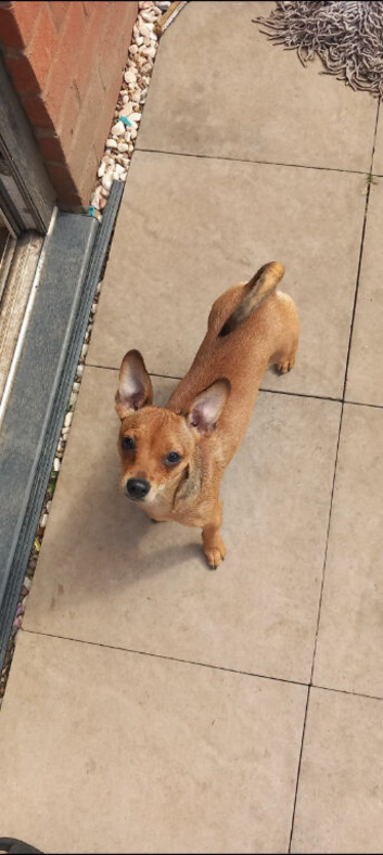 Beautiful female Jack Russel cross chihuahua