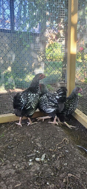 Silver laced wyandotte bantams