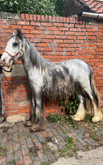 Ronnie yearling colt make 14.2hh