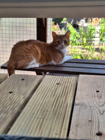 Male cat for sale