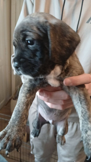 Frenchie x spinger