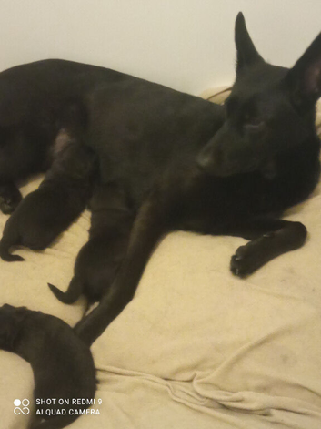 German shepherd puppies