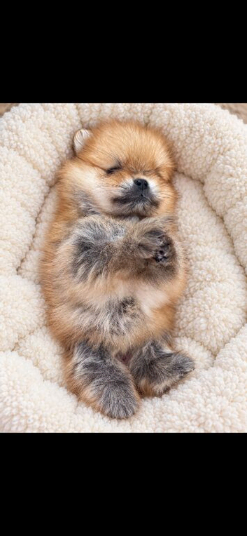 Pomeranian puppy's