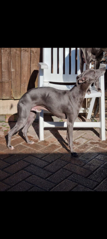 Blue male whippet