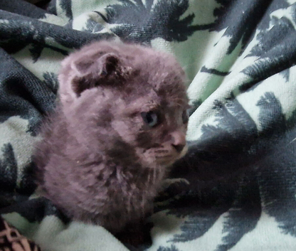 Kittens for sale Spynx and scottish fold x bengal