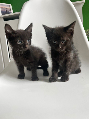 Kitten