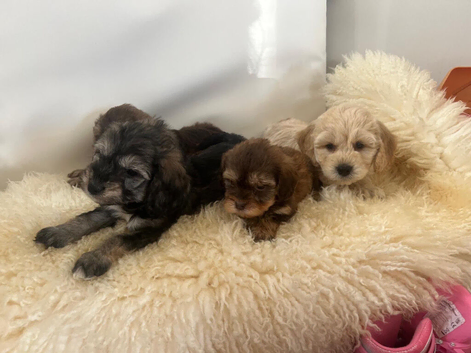 Cocka poo puppies for sale