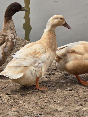 Ducks & Drakes