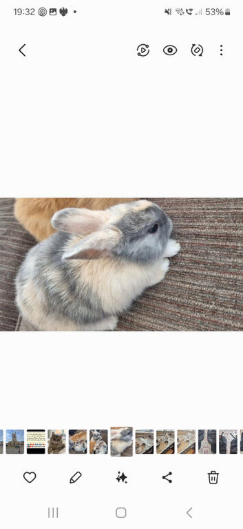 Baby bunnies