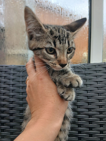 Bengal girl