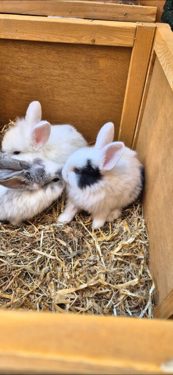 3 baby bunnies