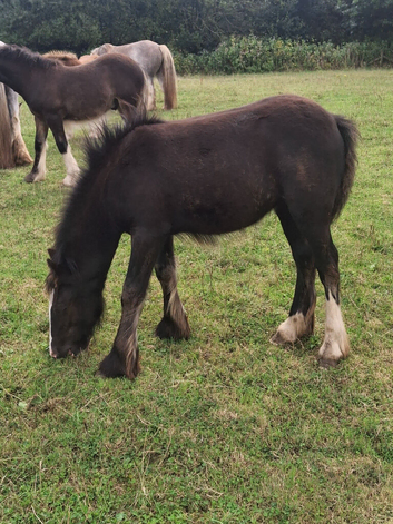 Black traditional cob filly