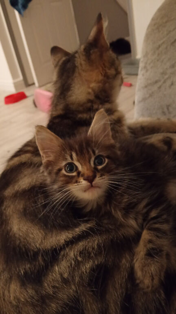 Male long haired domestic kitten