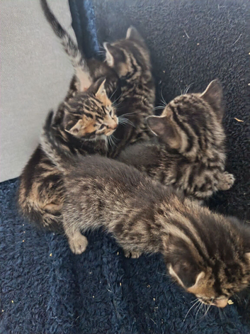 5 Bengal cross kittens