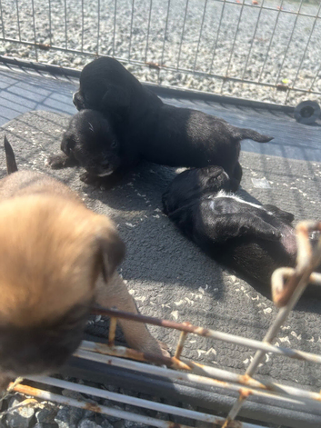 5 pug cross jack puppy&rsquo;s