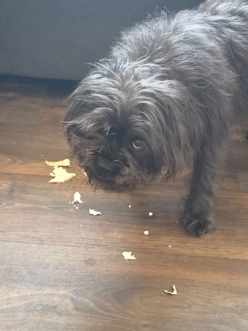 Dolly is a mixed breed