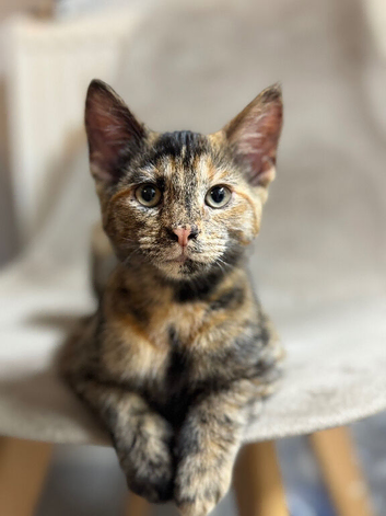 Beautiful 5 month-old Tortoiseshell kitten looking for a loving home!