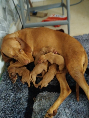 VIZLA pups for sale
