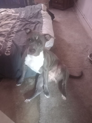 Female puppy staff
