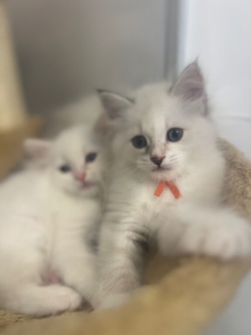 Health-Tested Pedigree Siberian & Neva Masquerade Kittens
