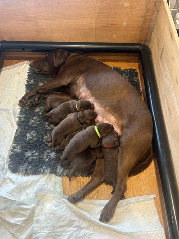 Chocolate kc Labrador puppies