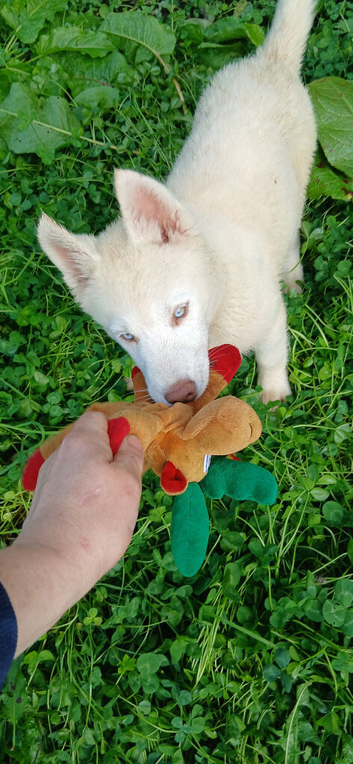 Siberian husky puppies