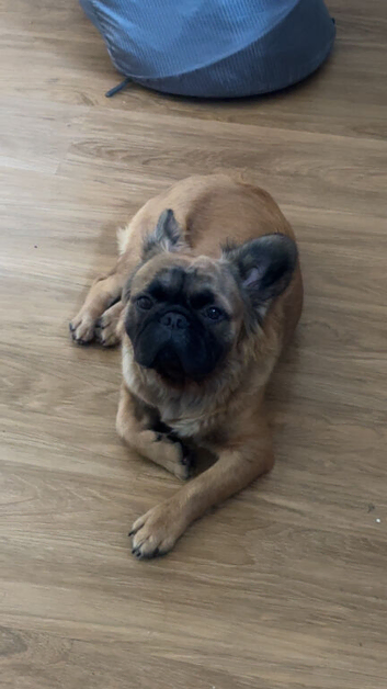 Fluffy frenchie