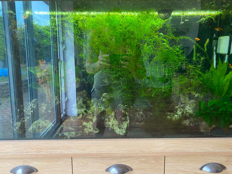 Fish tank & full set up