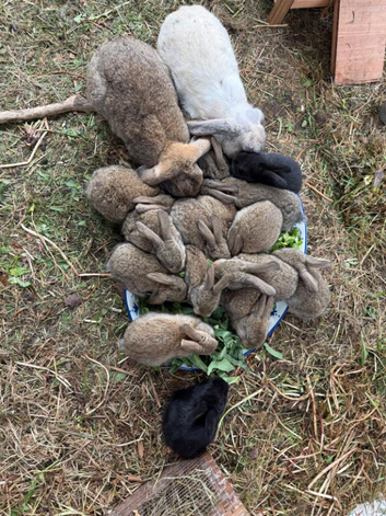Mini Lop and Rex Cross