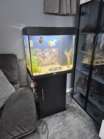 120 litre juwel tank with 2 fancy gold fish